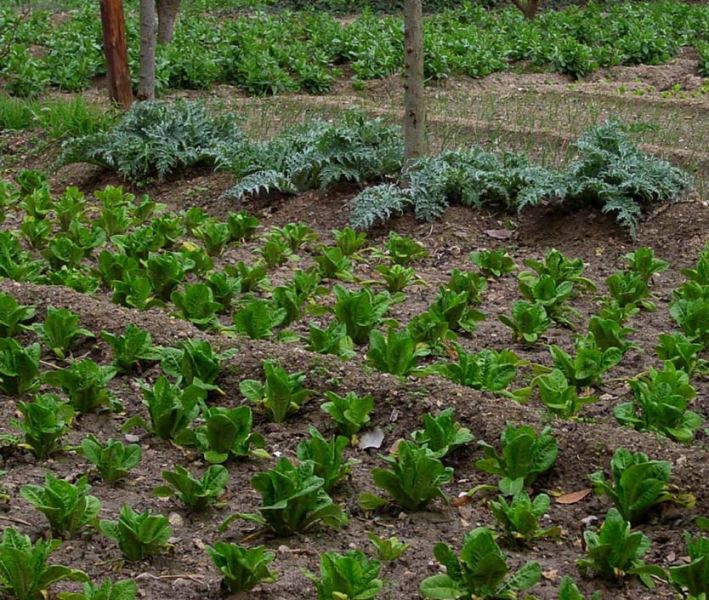 Castelo Branco: Jovens ganham talhão para cultivarem na Escola Superior Agrária