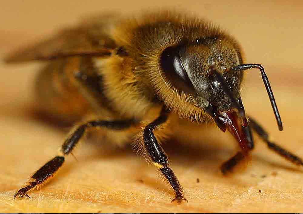 Penamacor: Engenheiro cria "Casa inteligente" para abelhas na incubadora