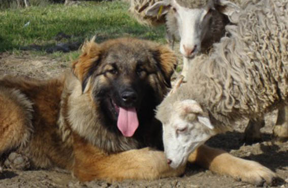 Castelo Branco: Cães de gado em rebanhos diminuem predação de lobos