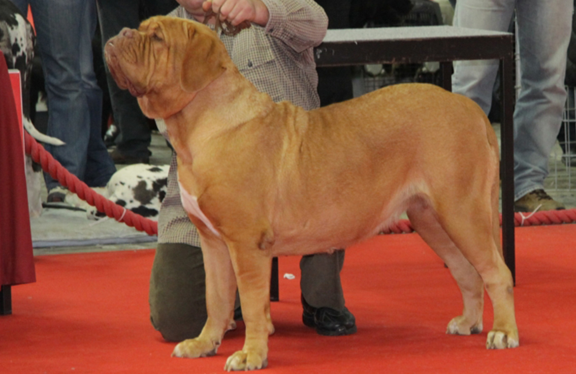 Fundão acolhe VII Exposição Canina Nacional