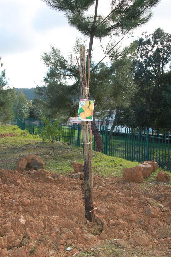 Sertã: Jardim de Infância plantou pomar “Heróis da Fruta”