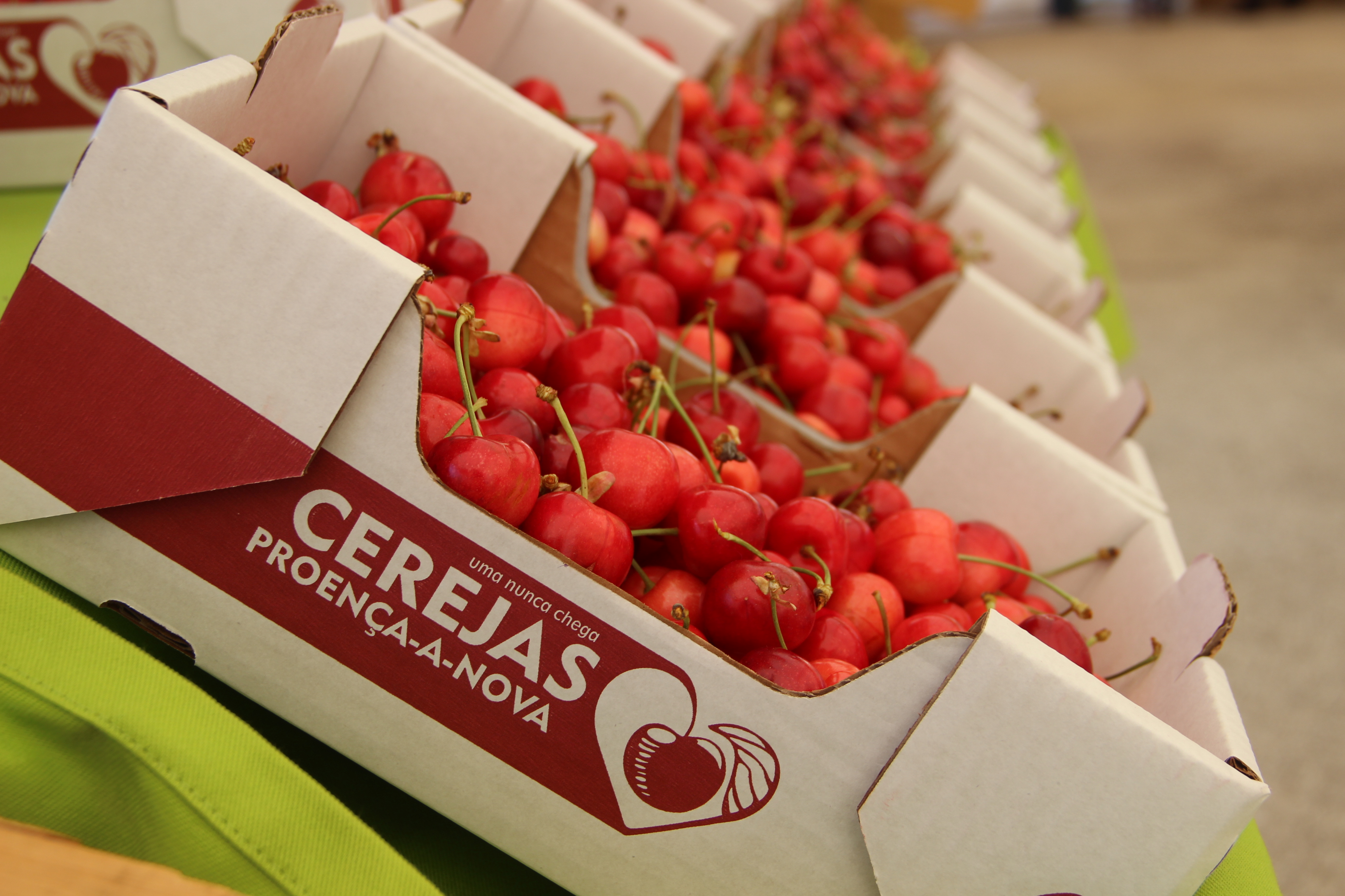 Procura de cereja excedeu oferta disponível no Festival de Proença-a-Nova