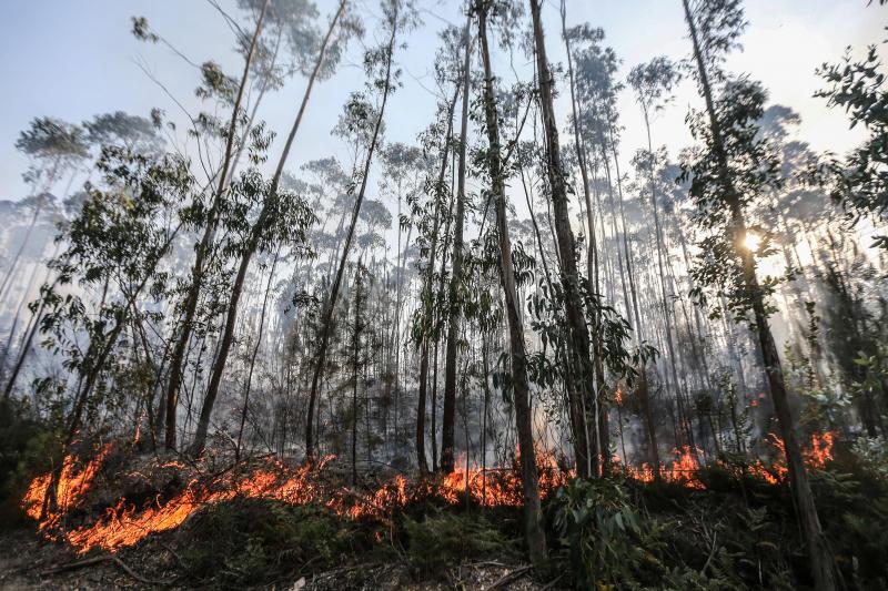 Incêndios: Petição contra eucaliptais entregue na AR com quase 20.000 assinaturas