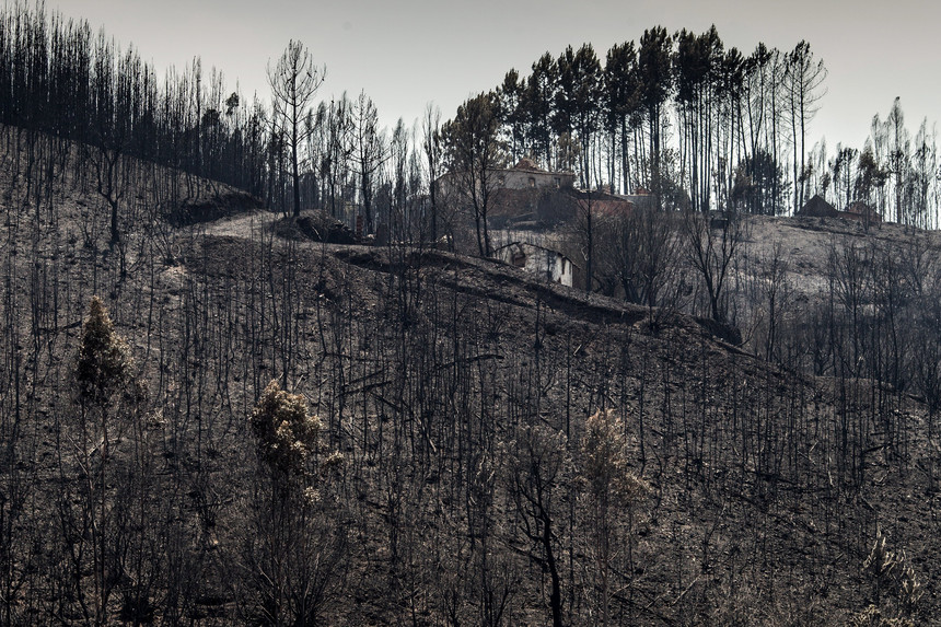 Sete mil hectares ardidos no concelho de Proença-a-Nova