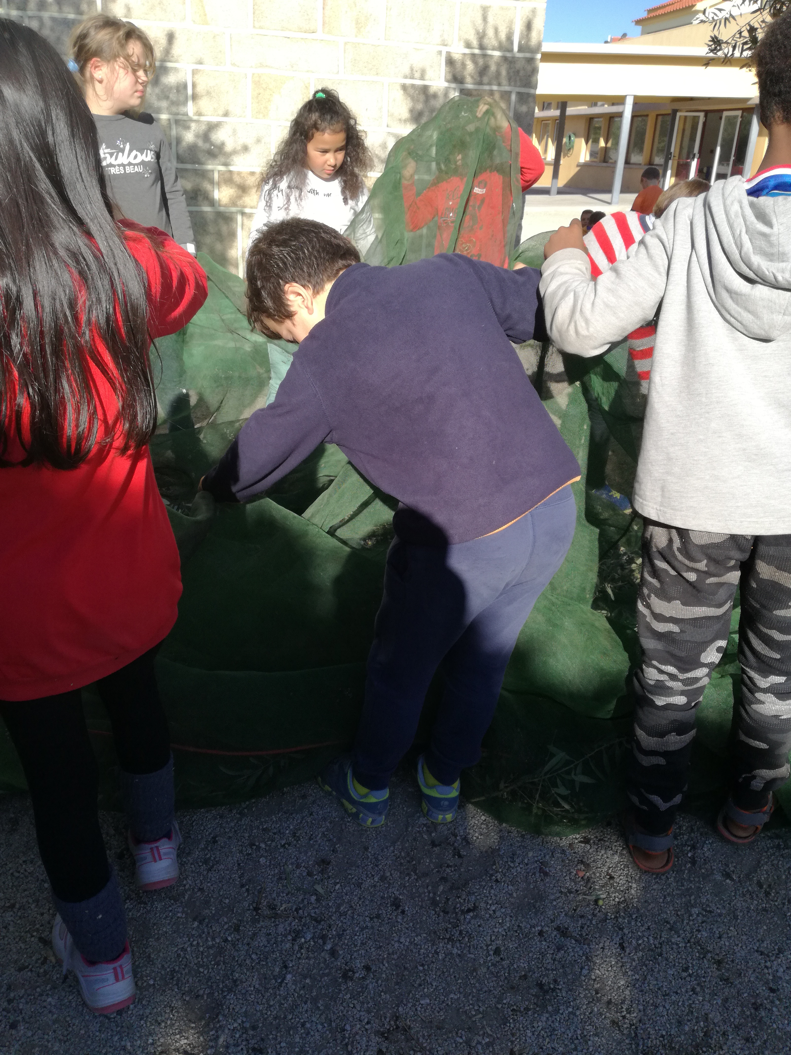 Castelo Branco: Alunos dos 3º ano da Escola Básica da Senhora da Piedade  recriam e vivem  a apanha da azeitona