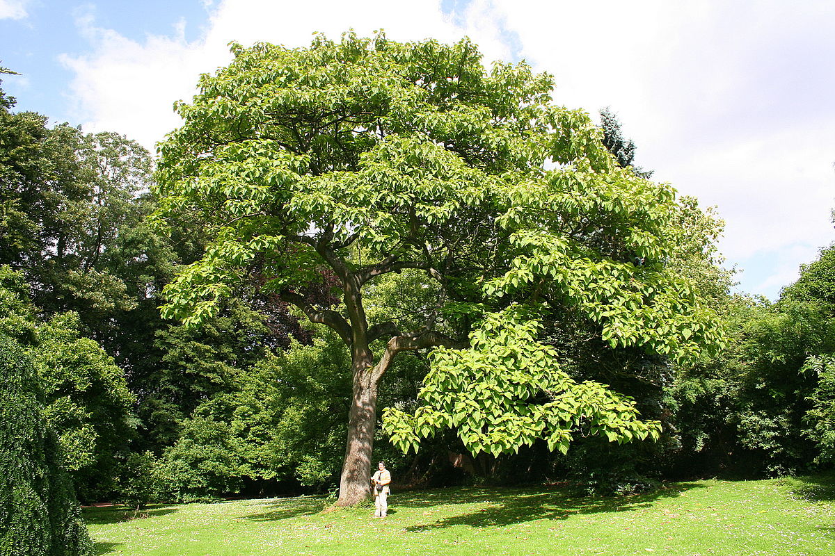 Proença-a-Nova: Centro Ciência Viva da Floresta promove palestra sobre Paulownia tomentosa