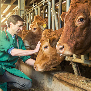 Veterinários querem integrar Proteção Civil e atuar em catástrofes