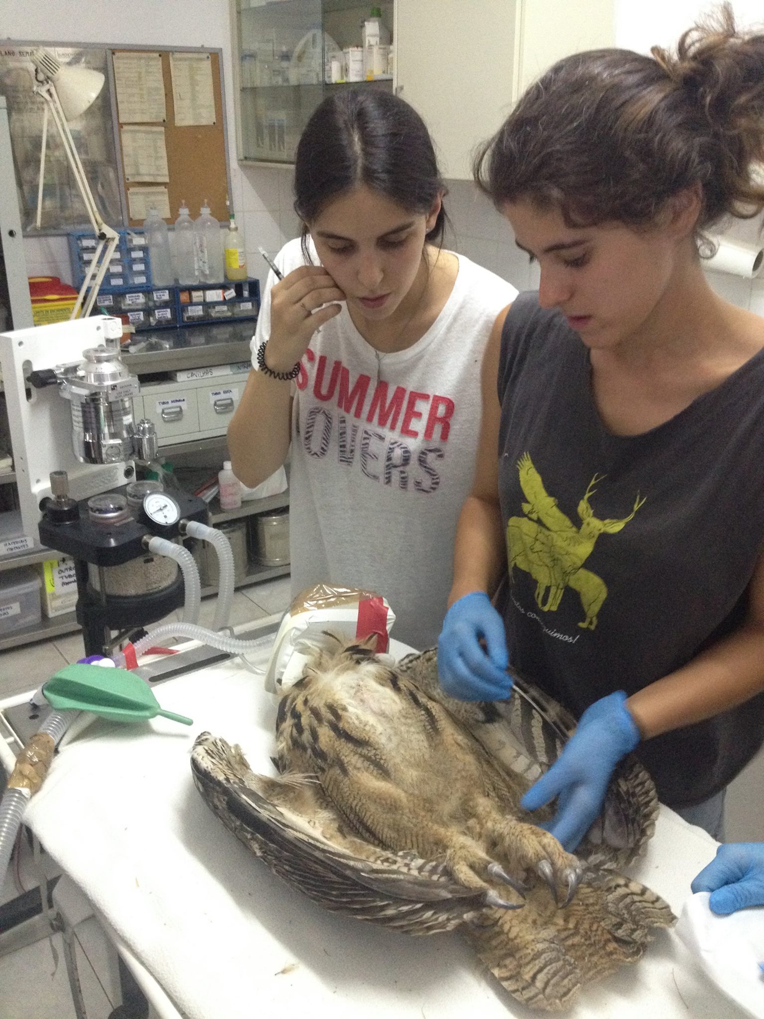 Boom Festival apoia recuperação de animais selvagens após aumento de emergências