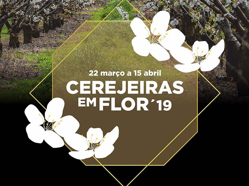 Cerejeiras em Flor pintam de branco o concelho Fundão