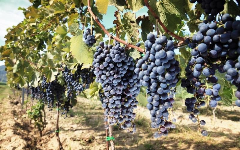 Beira Interior prevê aumento de 35% na produção de vinho