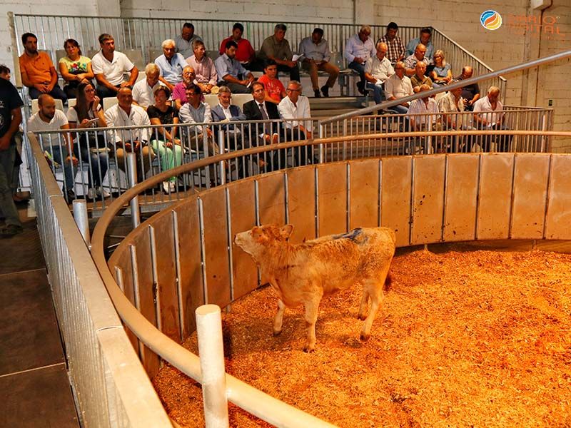 Parque de Leilão de Gado da Beira Baixa gerido pela Ovibeira