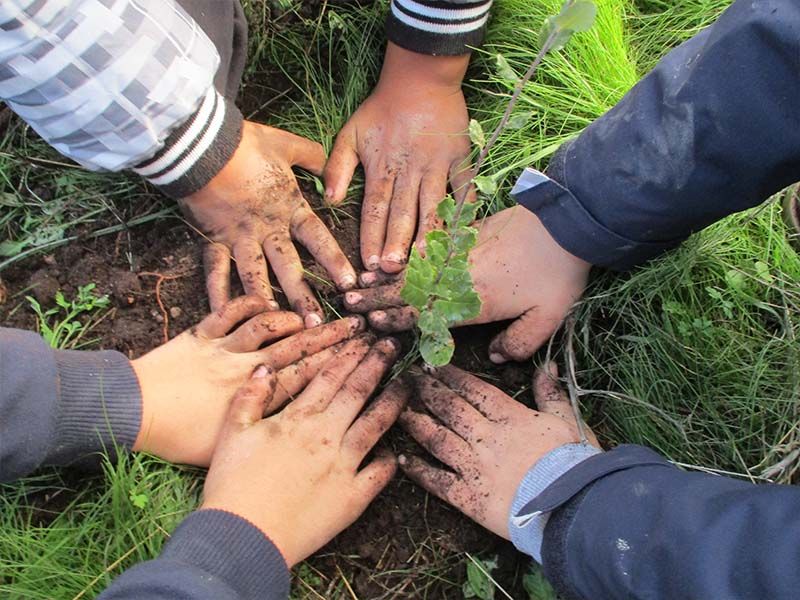 Idanha-a-Nova planta árvores autóctones dia 23 deste mês