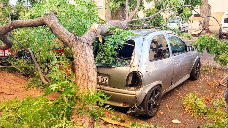 Mau tempo: Registadas mais de 160 ocorrências devido ao vento, a maioria queda de árvores