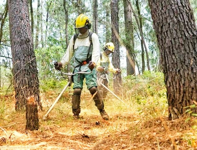 Incêndios: Governo justica redução do crédito para limpar floresta com valor pedido por municípios