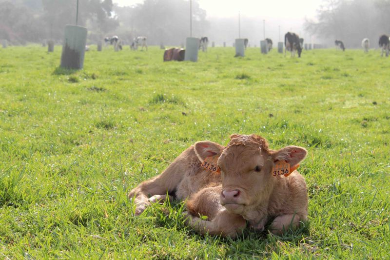 Primeiros vitelos Red Wagyu nascidos em Portugal nascem em Castelo Branco 