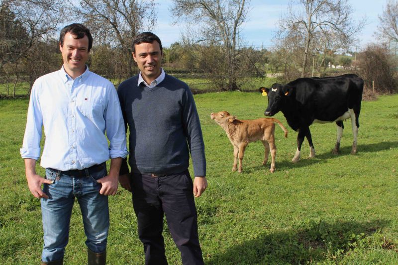 Primeiros vitelos Red Wagyu nascidos em Portugal nascem em Castelo Branco 