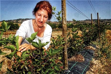 Idanha-a-Nova dispõe de milhões de euros do OE2020 para conversão de agricultura tradicional em agricultura biológica
