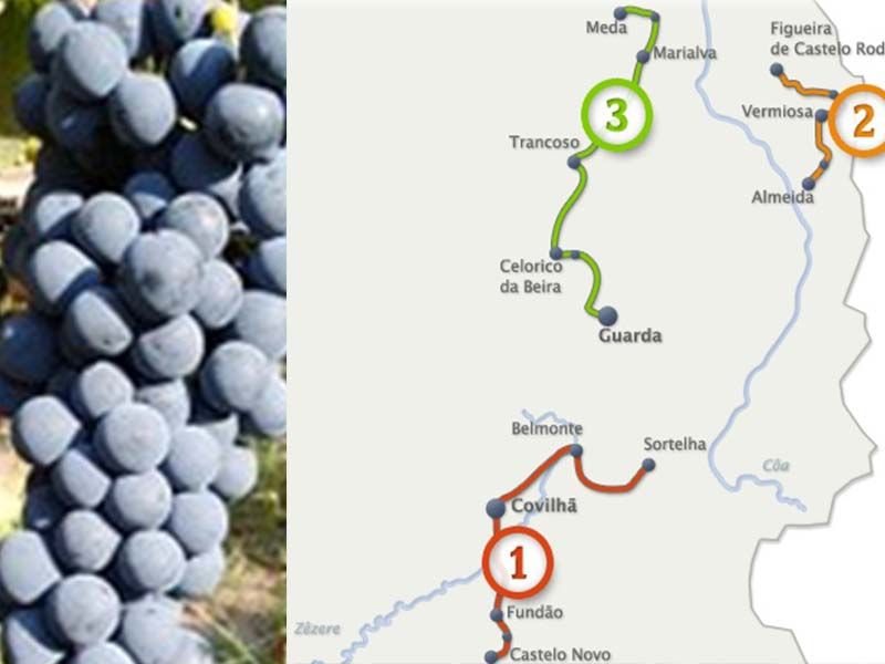 Concurso de vinhos da Beira Interior com 71 vinhos de 26 produtores da região