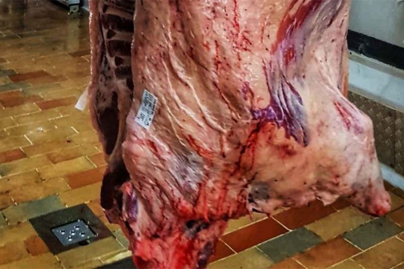 Castelo Branco: Matadouro de Alcains abate bovino
cujo valor comercial cifra-se entre os 70€ e os 100€ por cada quilo