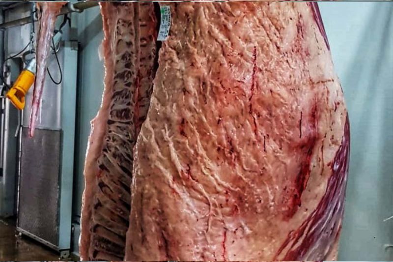 Castelo Branco: Matadouro de Alcains abate bovino
cujo valor comercial cifra-se entre os 70€ e os 100€ por cada quilo