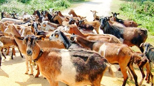 Incêndio/Oleiros: Agricultor faz contas à vida para manter rebanho de cabras em Vale de Cuba
