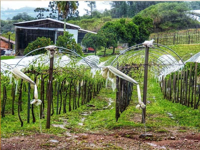 CDS-PP acusa Governo de abandonar agricultores afetados pelas intempéries de maio