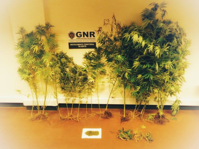 Sertã: GNR apreende plantação de Cannabis em Cernache do Bonjardim 