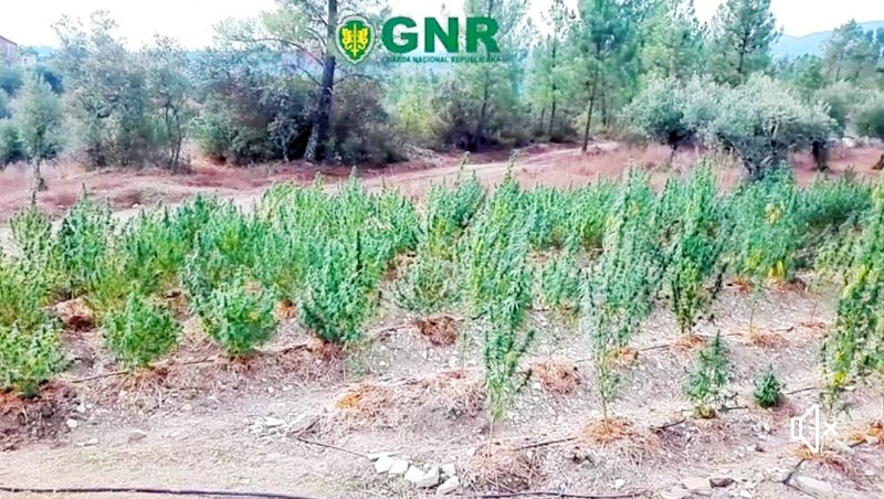 Sertã: GNR detém homem por cultivo de 276 plantas de cannabis 