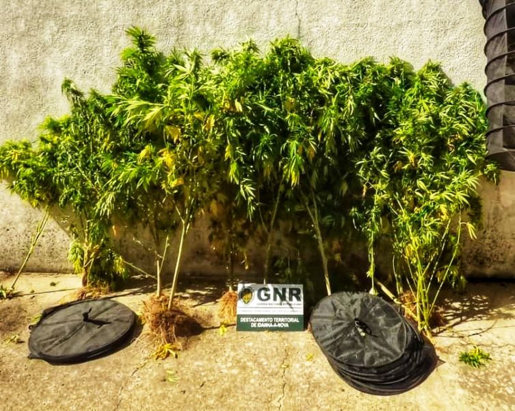Idanha-a-Nova: GNR detém homem por cultivo de cannabis em Monsanto 