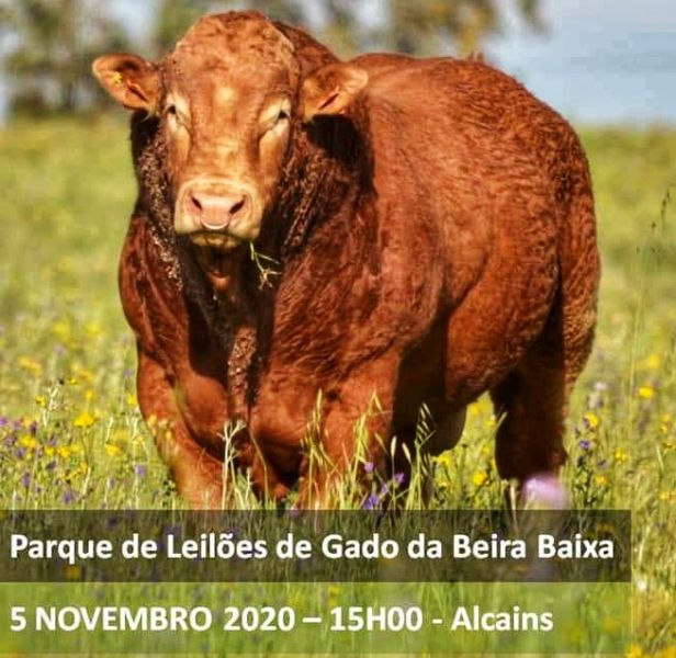 Castelo Branco: Ovibeira promove 1° Leilão de Reprodutores Limousine 