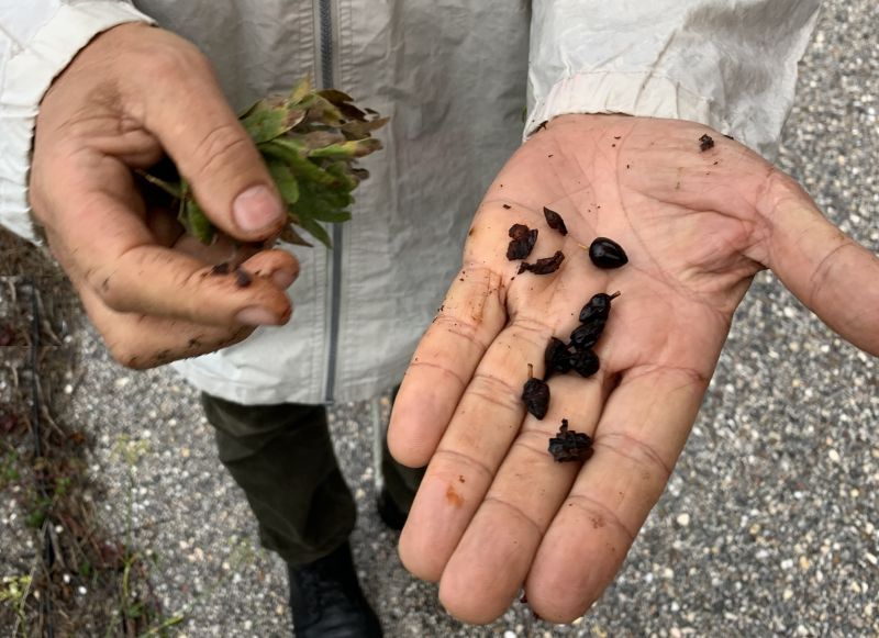 Município de Oleiros recolhe sementes de Azereiro