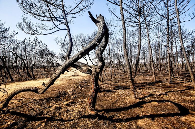 Incêndios: Governo reconhece catástrofe natural e disponibiliza 2 milhões de euros para explorações agrícolas