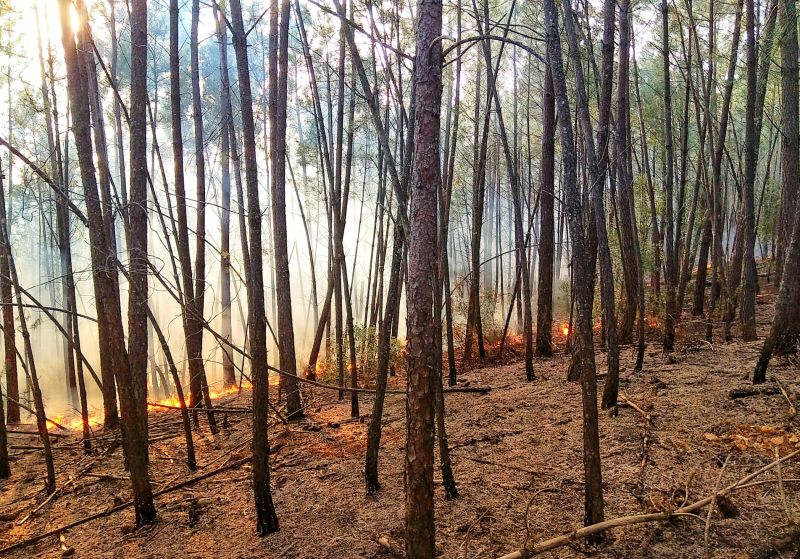Oleiros: Ministério da Agricultura apoia produtores afetados pelos incêndios de Junho e Setembro