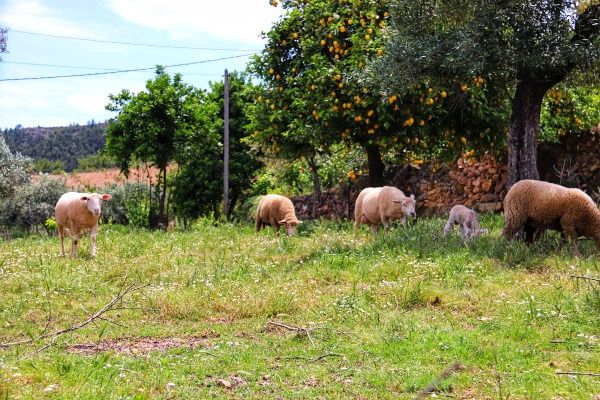 Proença-a-Nova: Apoios disponíveis para prejuízos causados pelos incêndios florestais