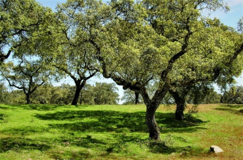 Governo promove 4.º Conselho de Ministros dedicado à reforma da floresta