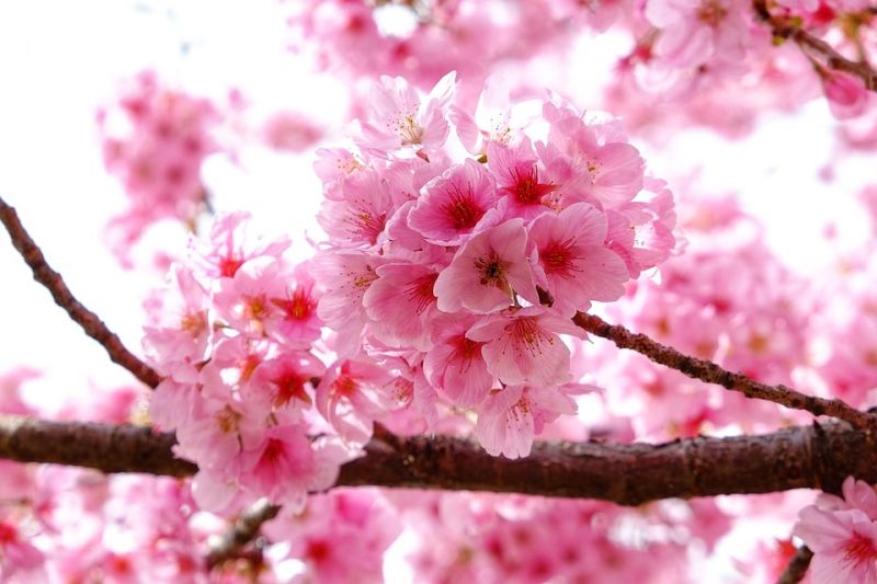 Fundão: Município com programa de atividades “Cerejeiras em Flor 2021”