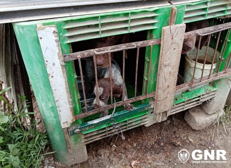 GNR resgatou 25 animais de canil ilegal em Castelo Branco