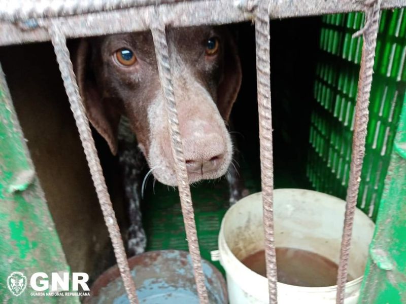 GNR resgatou 25 animais de canil ilegal em Castelo Branco