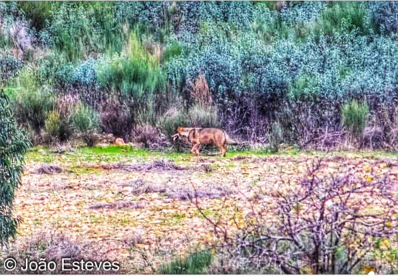 Lobo ibérico regressa ao distrito de Castelo Branco após várias décadas