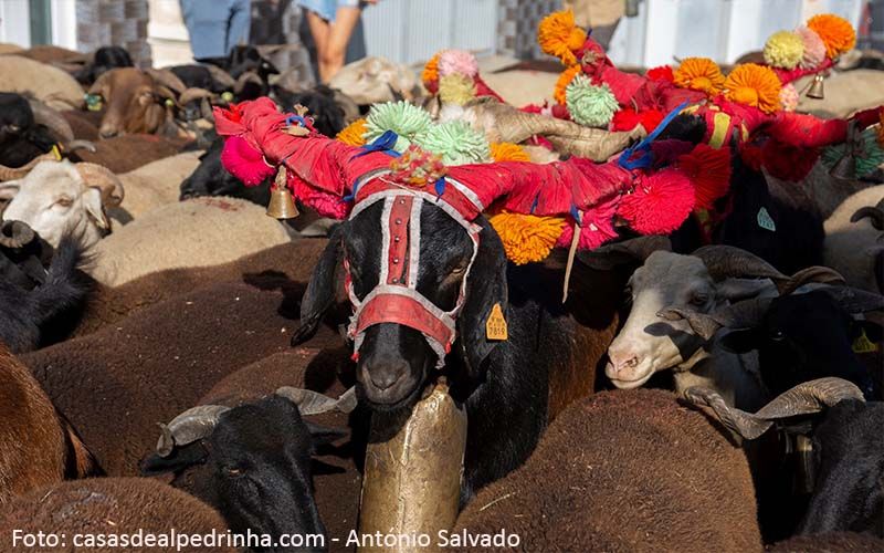 Alpedrinha: Chocalhos voltam ao Festival dos Caminhos da Transumância este fim de semana 