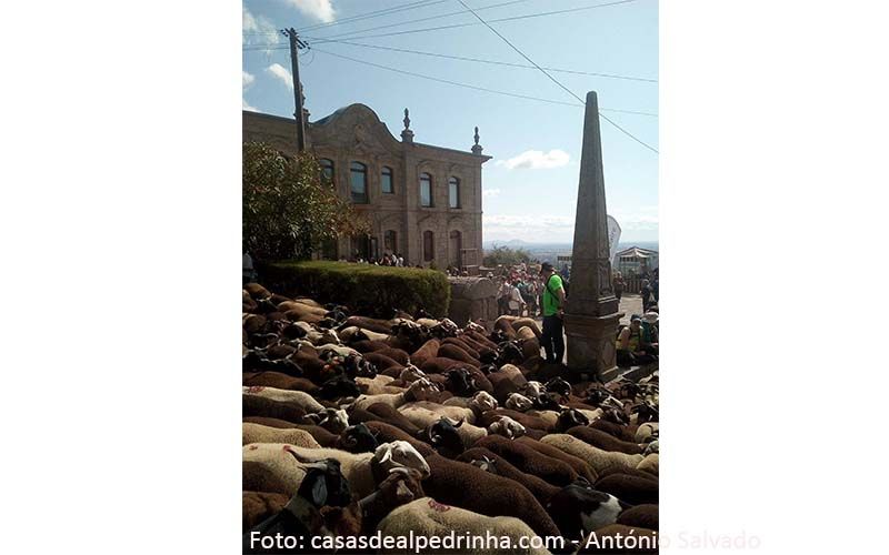 Alpedrinha: Chocalhos voltam ao Festival dos Caminhos da Transumância este fim de semana 