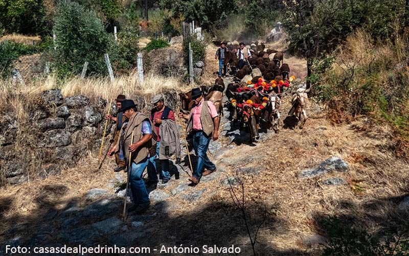 Alpedrinha: Chocalhos voltam ao Festival dos Caminhos da Transumância este fim de semana 