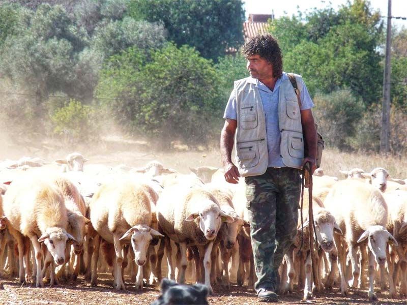 Castelo Branco: Banco de terras faculta 5 explorações a pastores que queiram desenvolver projeto pecuário diferenciador