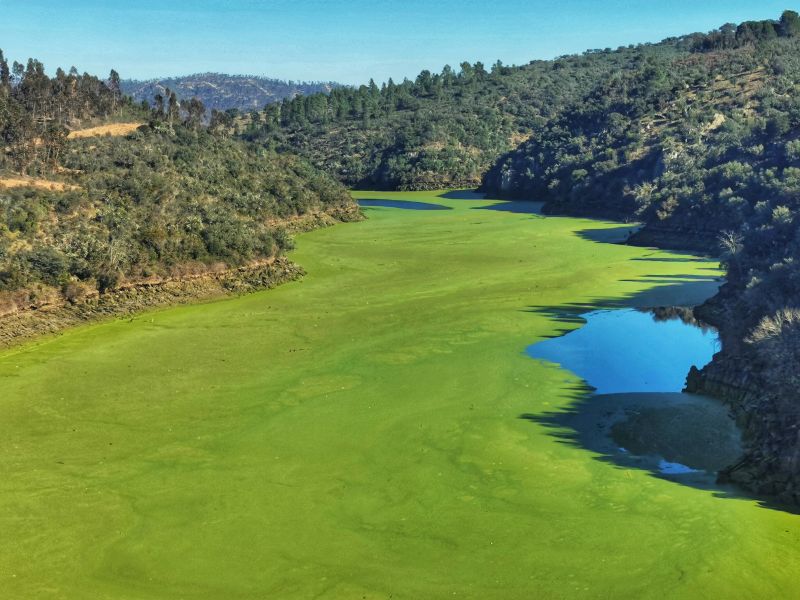 BE questiona governo sobre manto de algas no Tejo oriundas de Espanha 
