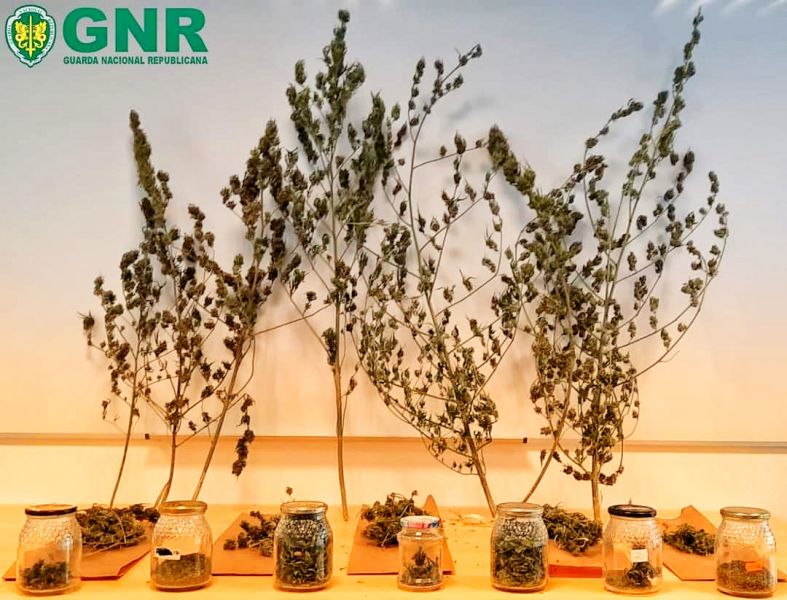 Castelo Branco: GNR de Alcains apreendeu 7 plantas de canábis a homem de 62 anos 