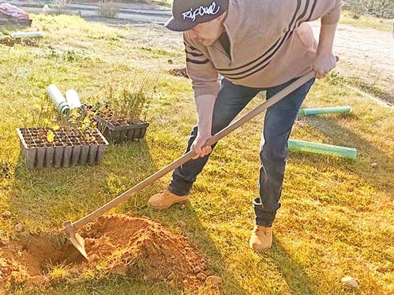 Castelo Branco: Utentes da ACAPO reflorestam zona verde em Monforte da Beira