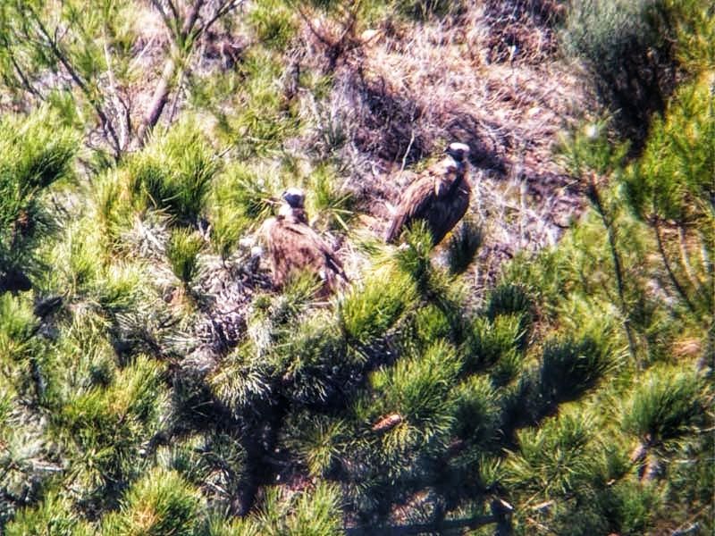 Penamacor: Nova colónia reprodutora de abutre preto confirmada na Reserva Natural da Serra da Malcata