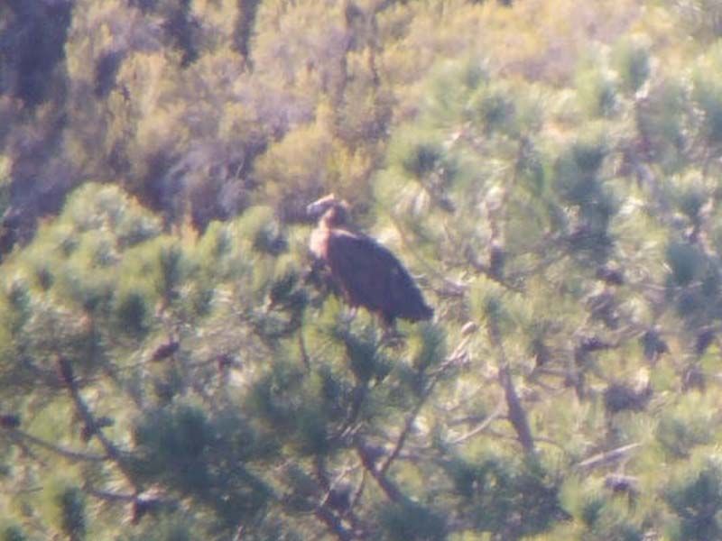 Penamacor: Nova colónia reprodutora de abutre preto confirmada na Reserva Natural da Serra da Malcata