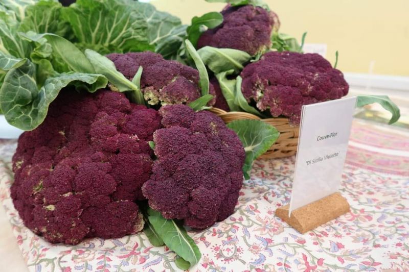 Idanha-a-Nova lançou Mercado da Bio-Região