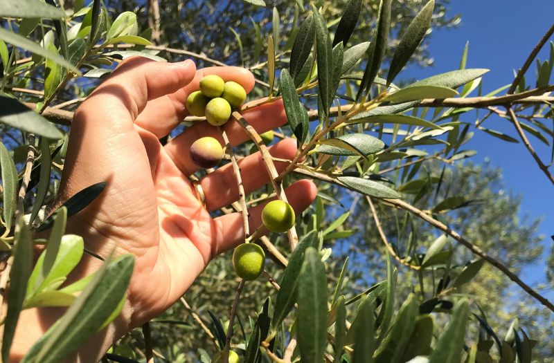 Seca: Olivicultores do Fundão preocupados com quebra na produção de azeitona